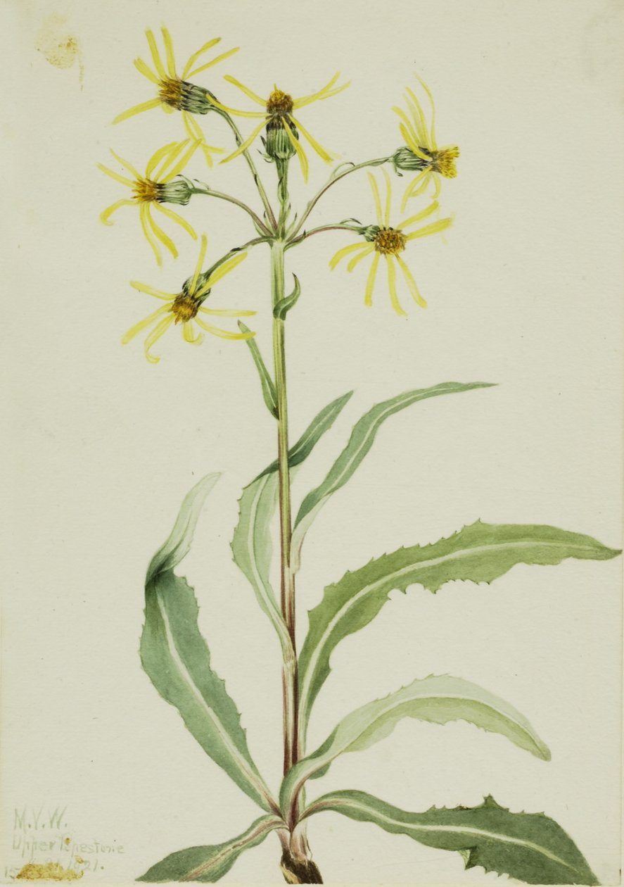 Żałobnik (Senecio lugens) autorstwa Mary Vaux Walcott