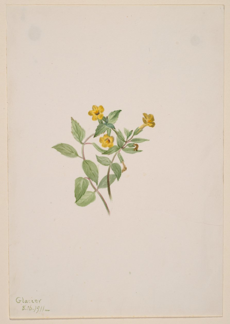 Kwiat piżmowy (Mimulus moschatus) autorstwa Mary Vaux Walcott