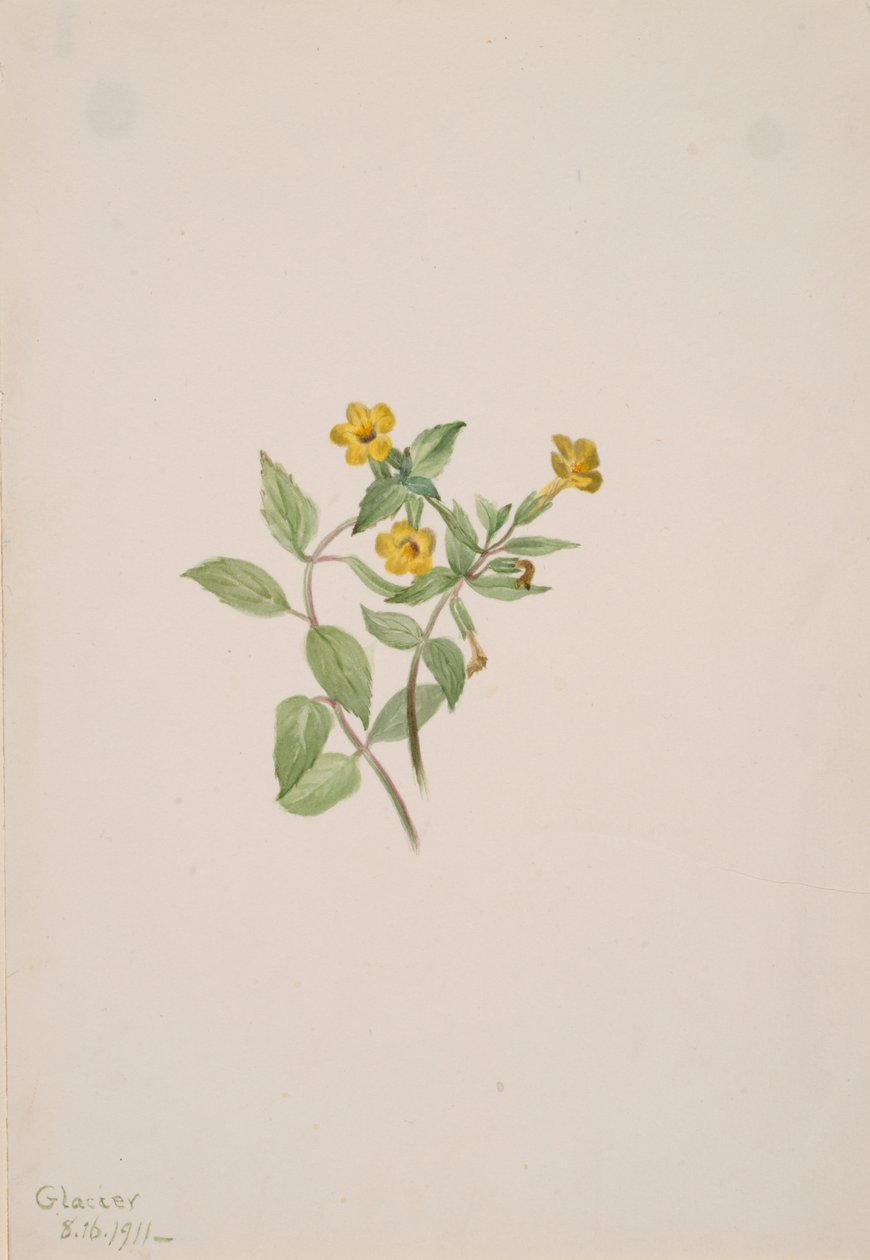 Kwiat piżma Mimulus moschatus, 1911. autorstwa Mary Vaux Walcott