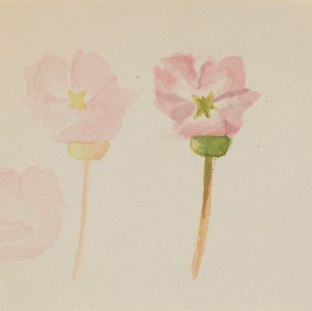 "Mój pierwszy obraz" autorstwa Mary Vaux Walcott