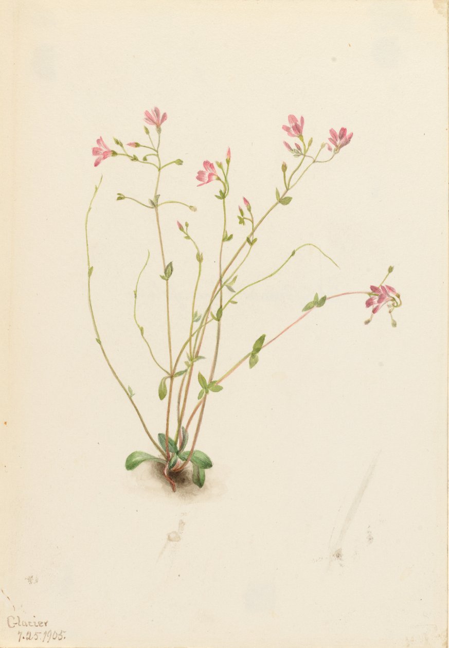 Naiad Spring Beauty (Claytonia parvifolia) autorstwa Mary Vaux Walcott