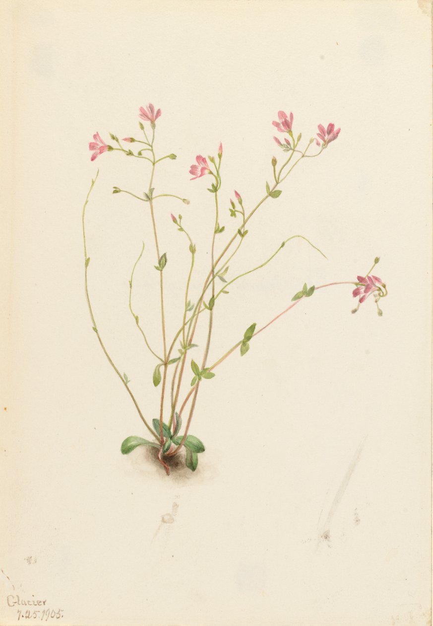 Naiad Spring Beauty Claytonia parvifolia, 1905. autorstwa Mary Vaux Walcott