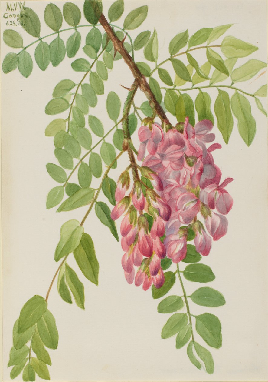 Szarańcza meksykańska (Robinia neomexicana) autorstwa Mary Vaux Walcott