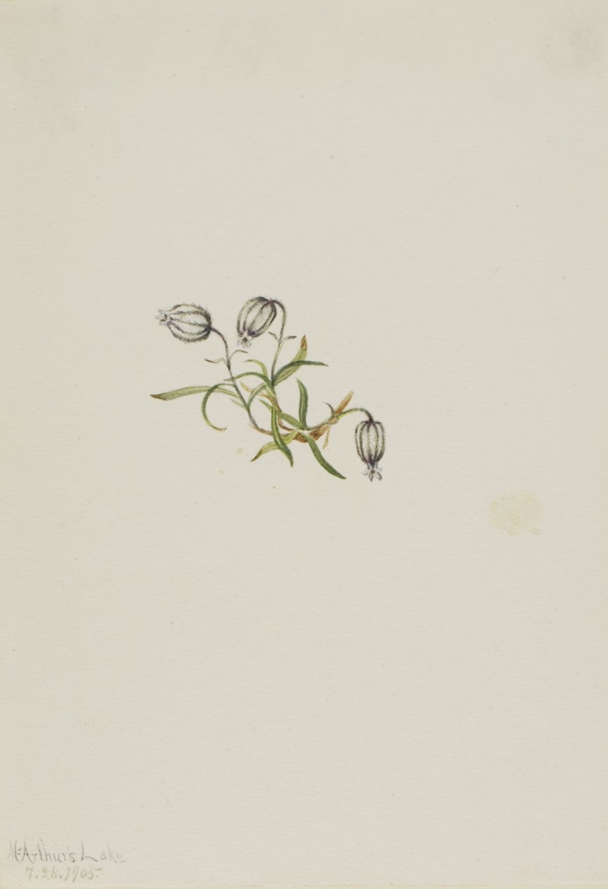 Campion kiwający (Lychnis apetala) autorstwa Mary Vaux Walcott