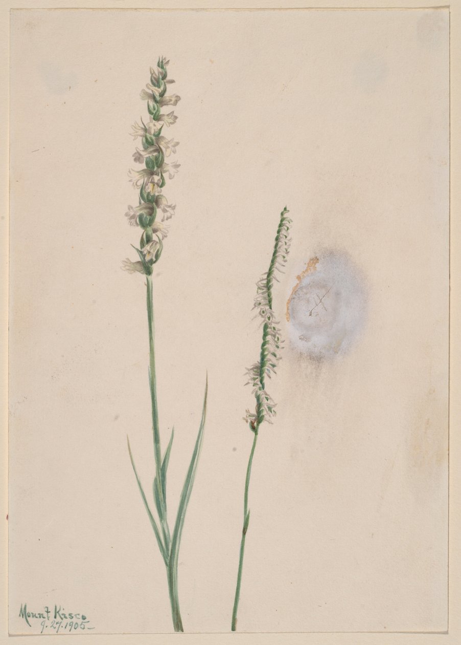 Nodding Ladies-Tresses (Ibidium cernum) autorstwa Mary Vaux Walcott