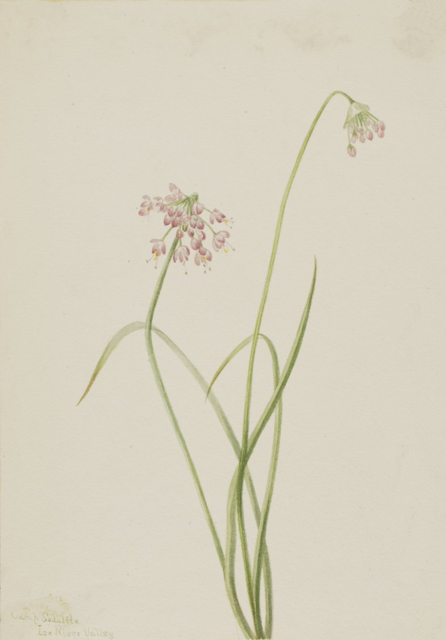 Kiwająca głową cebula Allium cernuum, 1901. autorstwa Mary Vaux Walcott