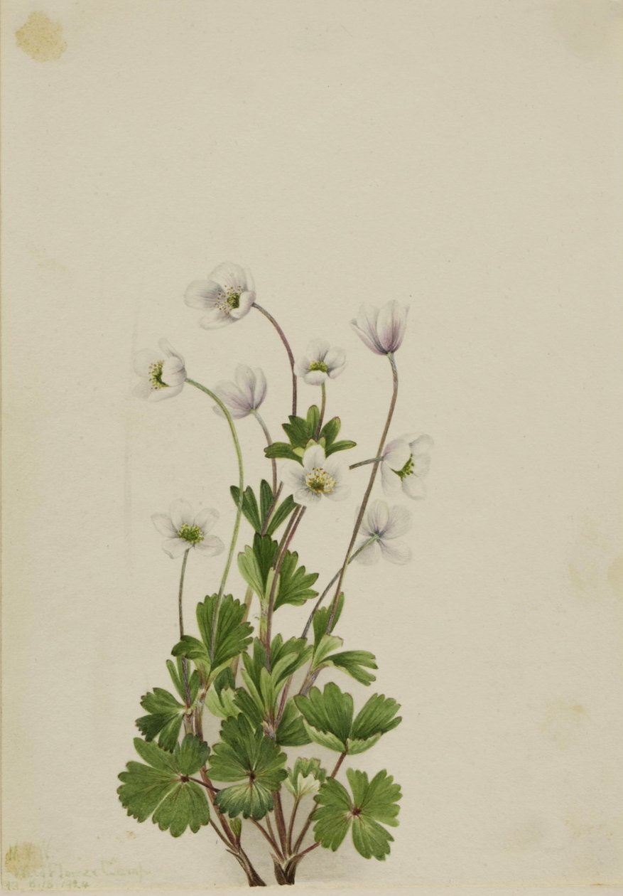 Zawilec północny (Anemone parviflora) autorstwa Mary Vaux Walcott
