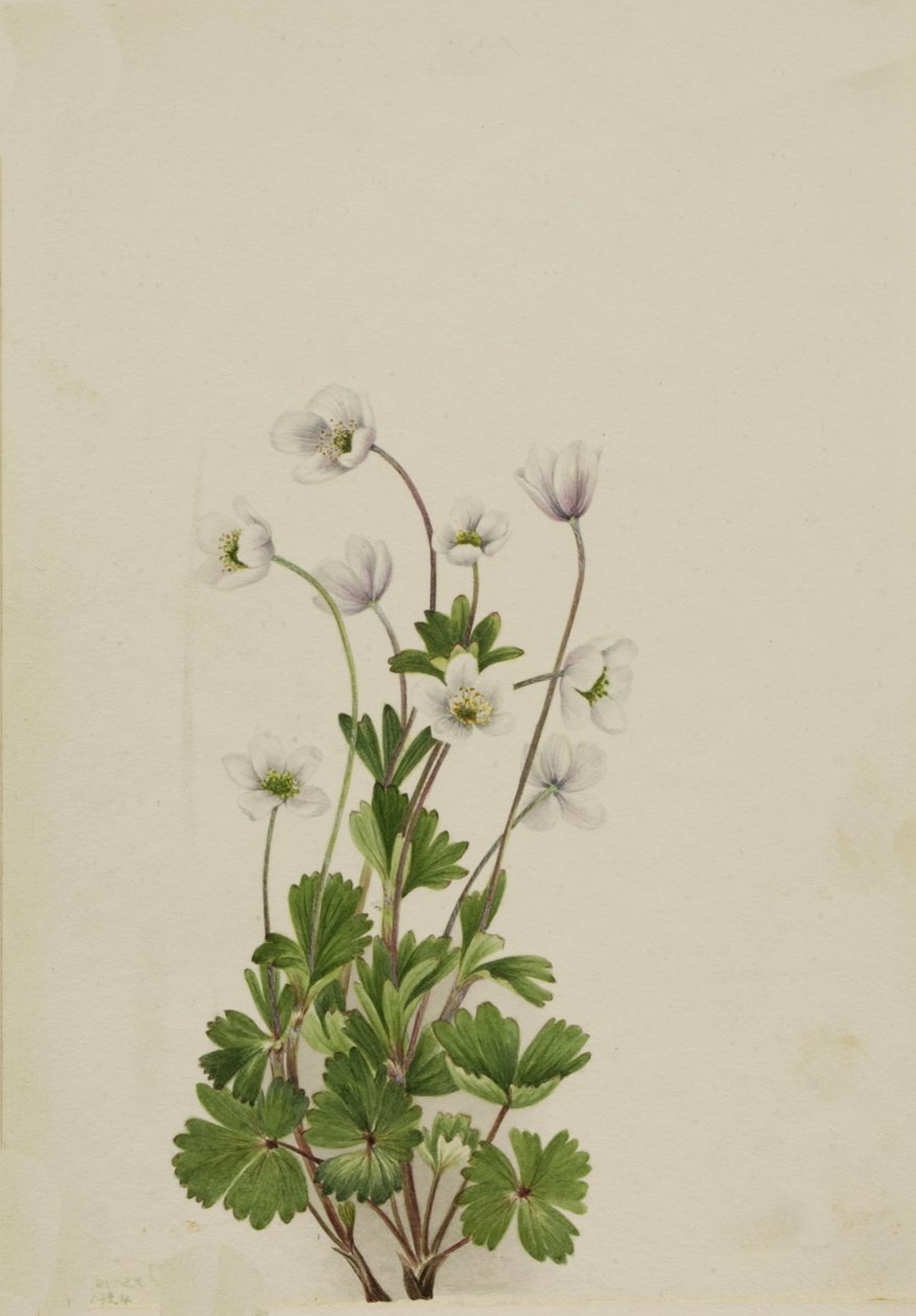 Zawilec drobnokwiatowy, 1924. autorstwa Mary Vaux Walcott