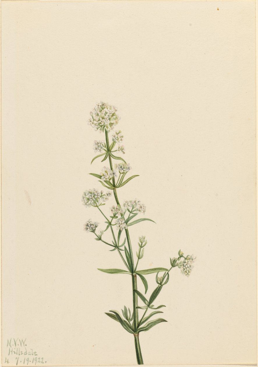 Łoboda północna (Galium boreale) autorstwa Mary Vaux Walcott