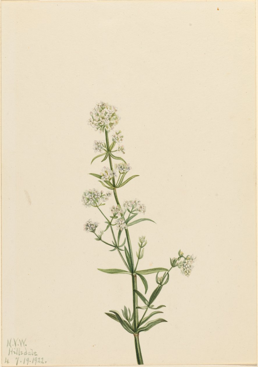 Biedronka północna Galium boreale, 1922. autorstwa Mary Vaux Walcott