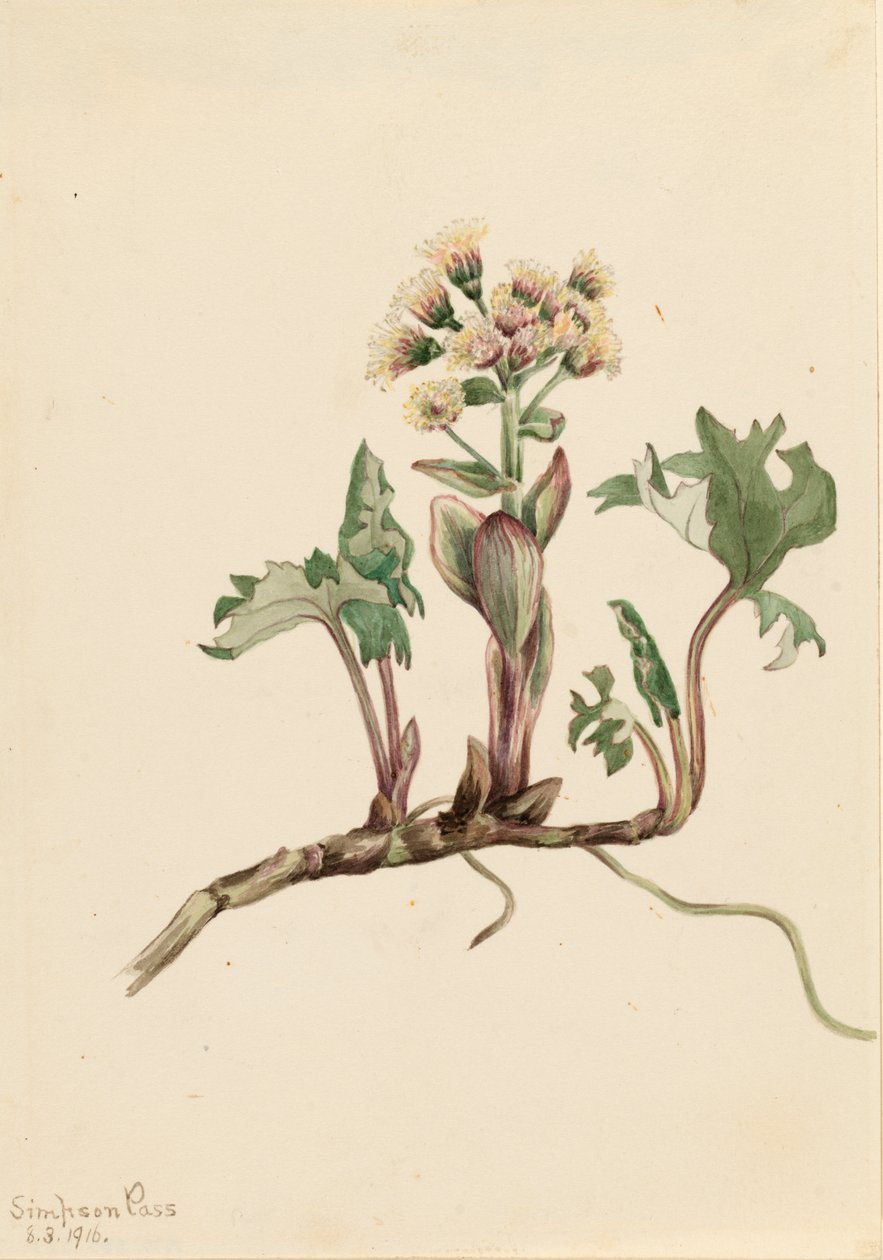 Northern Lepiężnik Petasites hyperboreus, 1916. autorstwa Mary Vaux Walcott