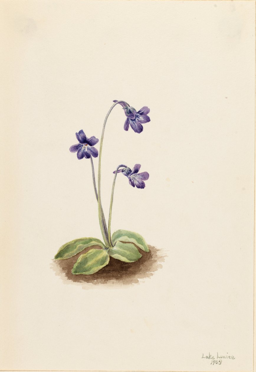 Maślanka północna (Pinguicula vulgaris) autorstwa Mary Vaux Walcott