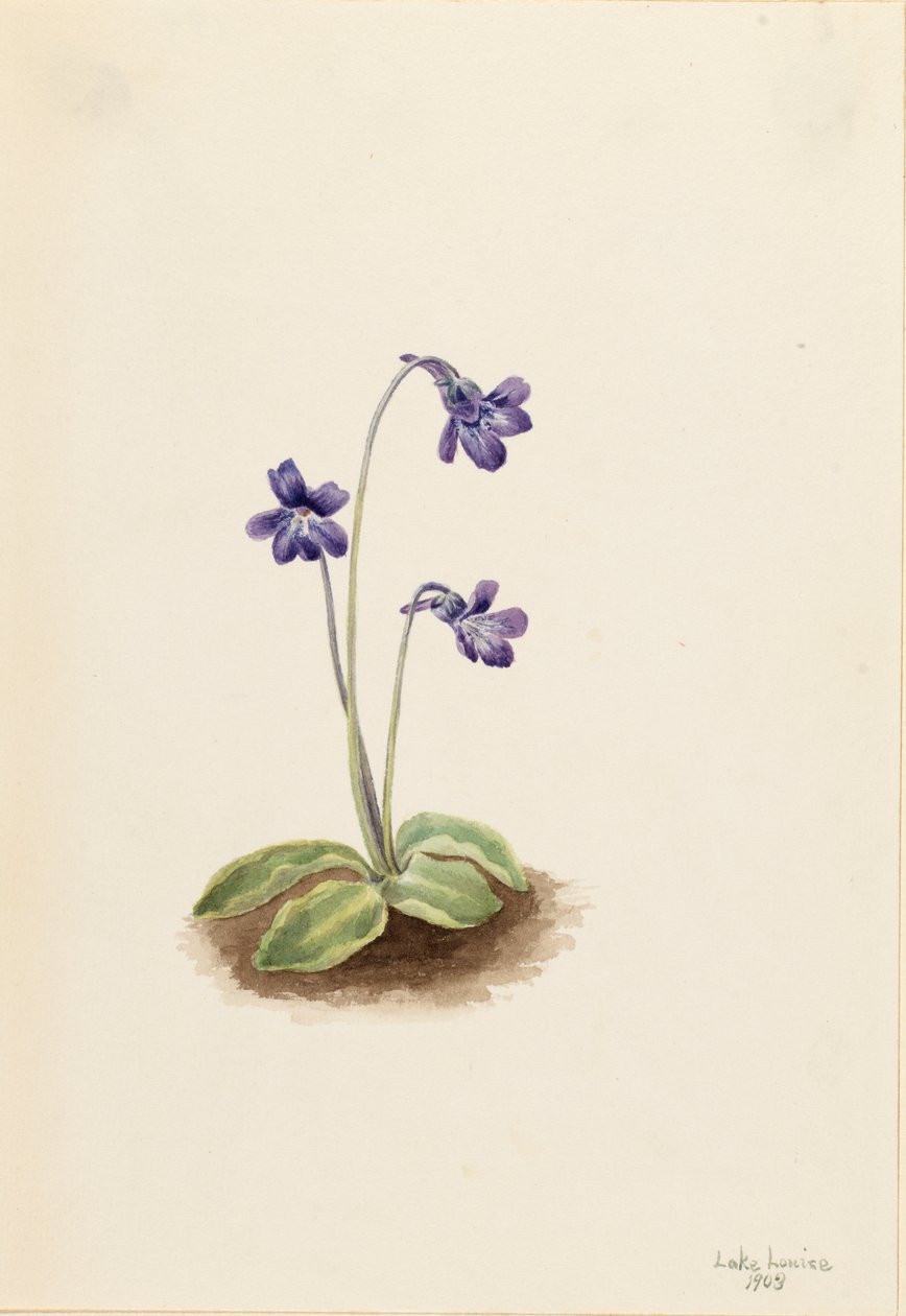 Butterwort Pinguicula vulgaris, 1903. autorstwa Mary Vaux Walcott
