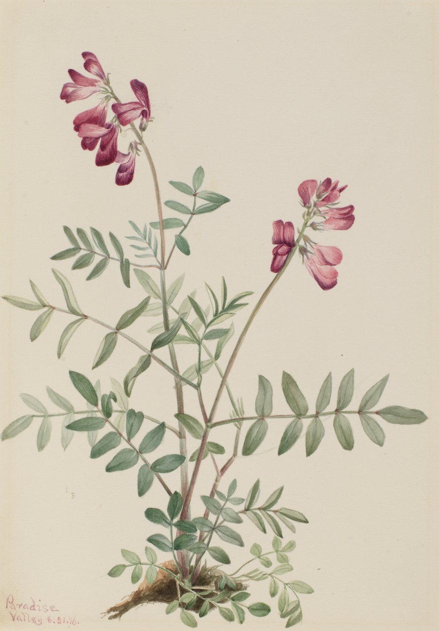 Hedysarum północne (Hedysarum boreale) autorstwa Mary Vaux Walcott