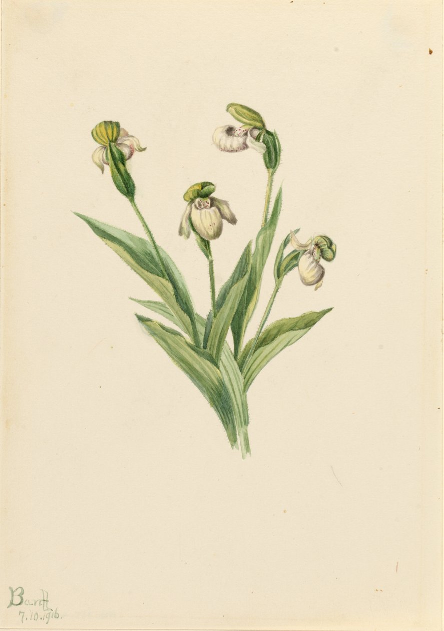 Cypryśnik przejrzysty (Cypripedium passerinum) autorstwa Mary Vaux Walcott