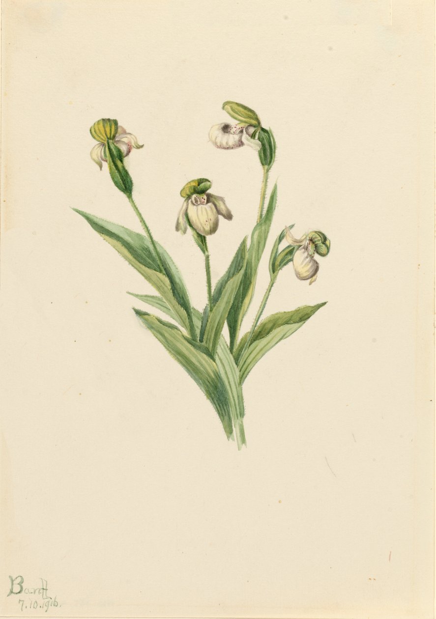 Pantofelek damy północnej Cypripedium passerinum, 1916. autorstwa Mary Vaux Walcott