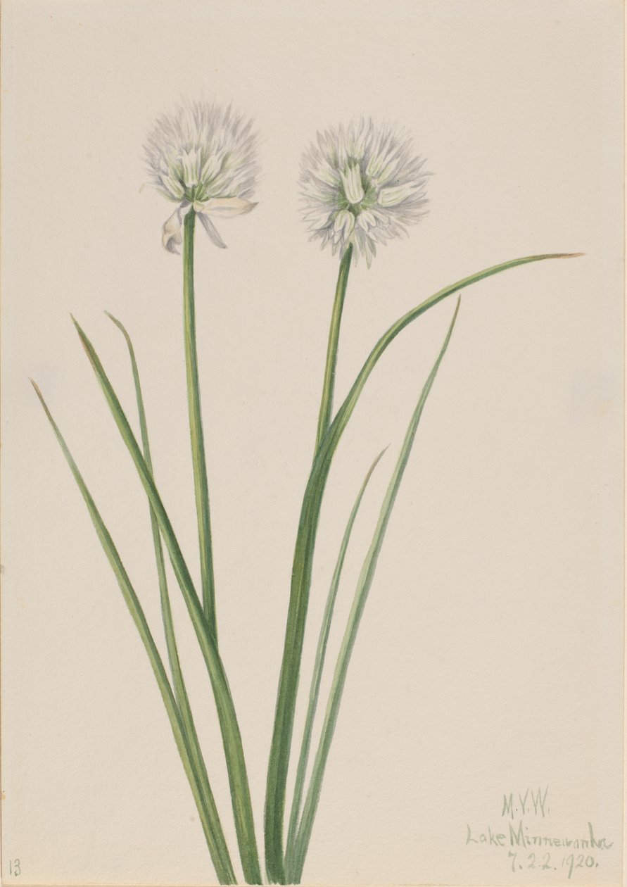 Cebula północna (Allium sibiricum) autorstwa Mary Vaux Walcott