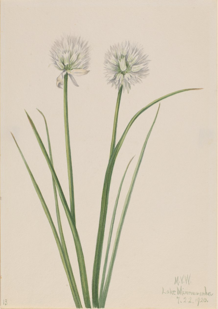 Cebula północna Allium sibiricum, 1920. autorstwa Mary Vaux Walcott