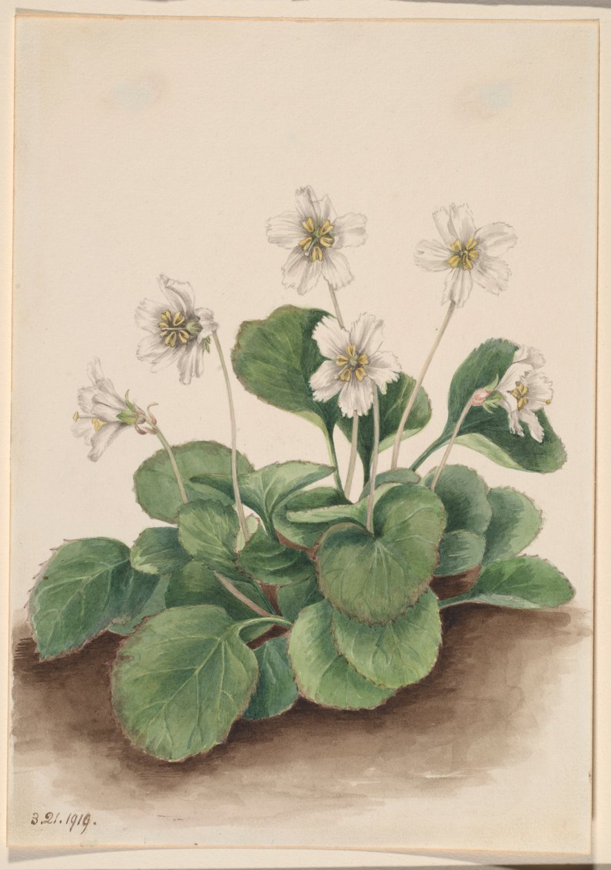 Dzwonki Oconee (Shortia galacifolia) autorstwa Mary Vaux Walcott