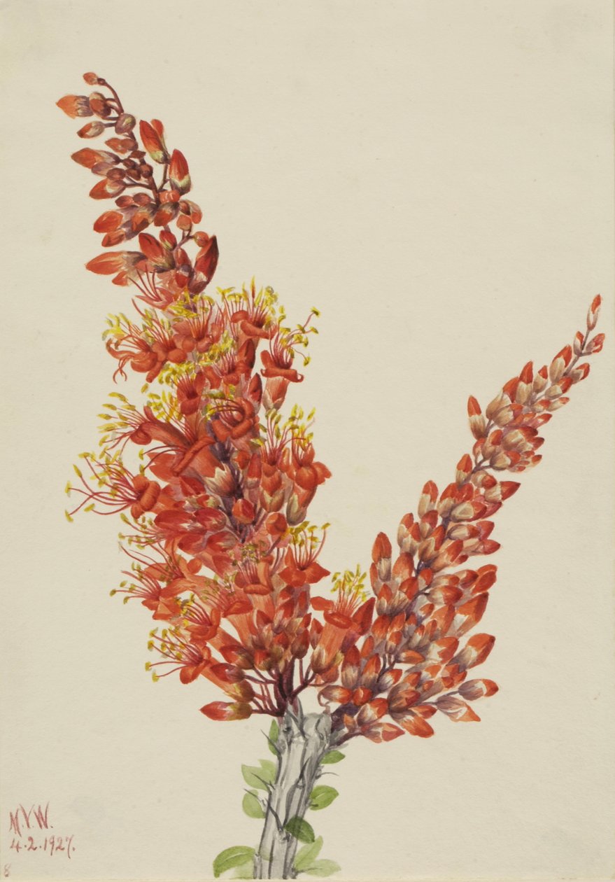 Ocotillo Fouquieria splendens, 1927. autorstwa Mary Vaux Walcott
