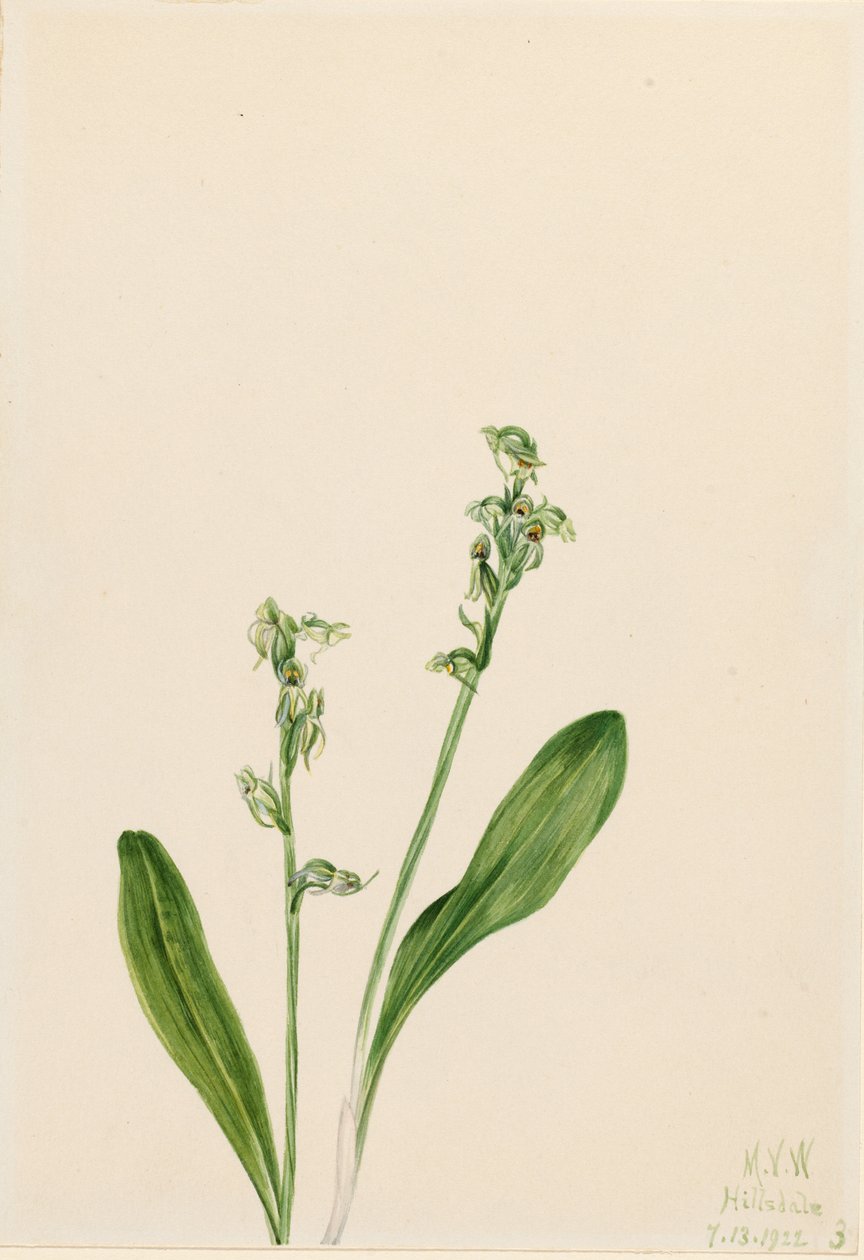 Storczyk jednoliścienny (Habenaria obtusata) autorstwa Mary Vaux Walcott