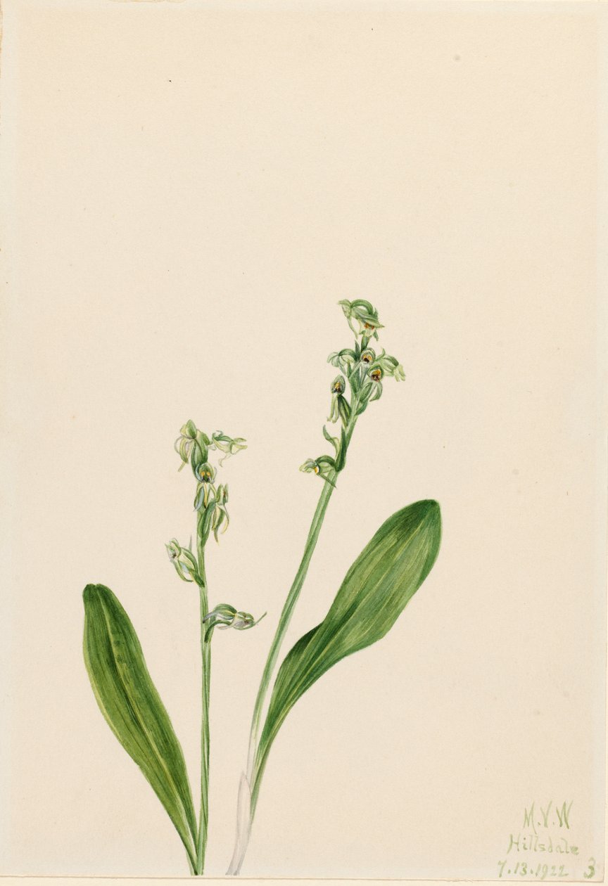 Jednolistna bagienna orchidea Habenaria obtusata, 1922. autorstwa Mary Vaux Walcott