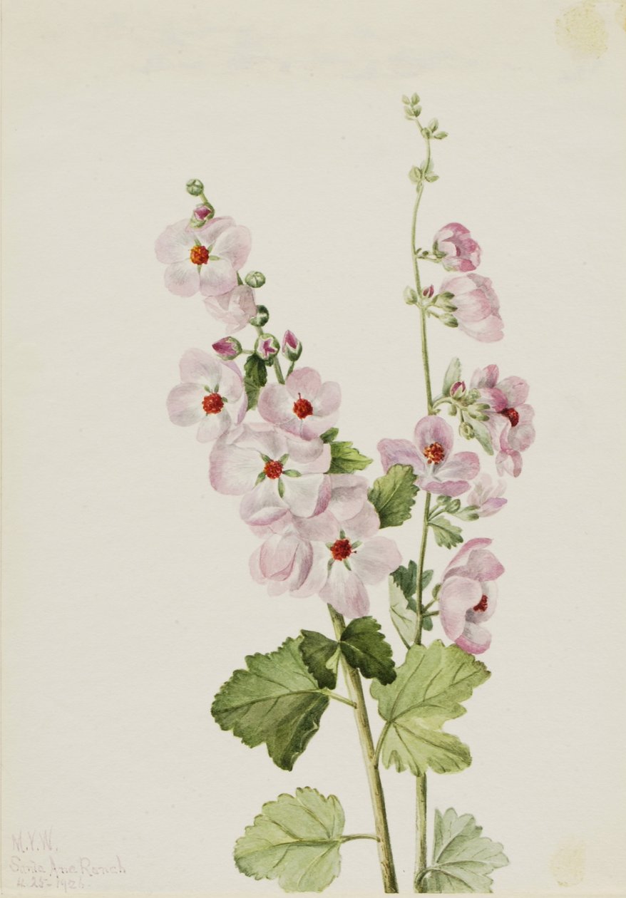 Malwa pomarańczowa (Sphaeralcea davidsonii) autorstwa Mary Vaux Walcott