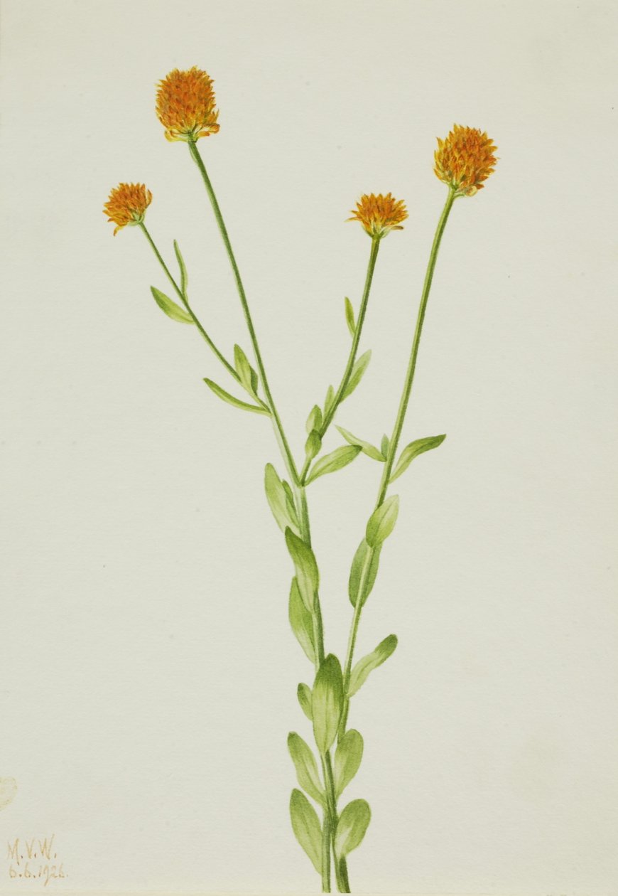 Polygala pomarańczowa (Polygala lutea) autorstwa Mary Vaux Walcott