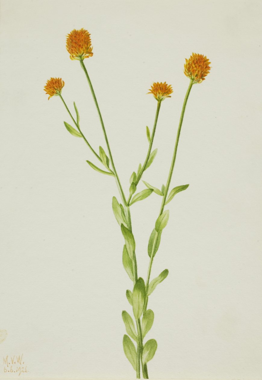 Polygala pomarańczowa Polygala lutea, 1926. autorstwa Mary Vaux Walcott