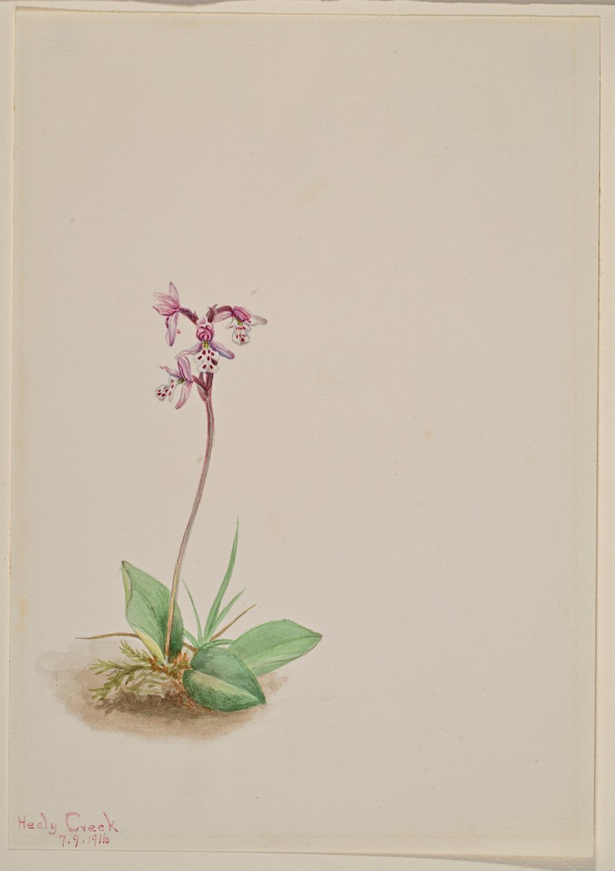 Storczyk (Orchis rotundifolia) autorstwa Mary Vaux Walcott