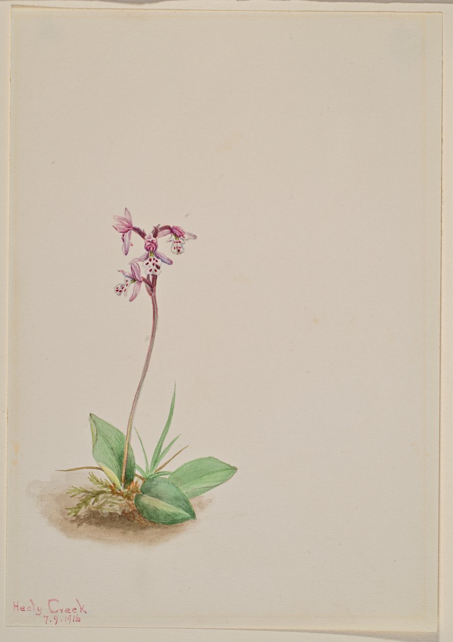 Orchis Orchis rotundifolia, 1916. autorstwa Mary Vaux Walcott