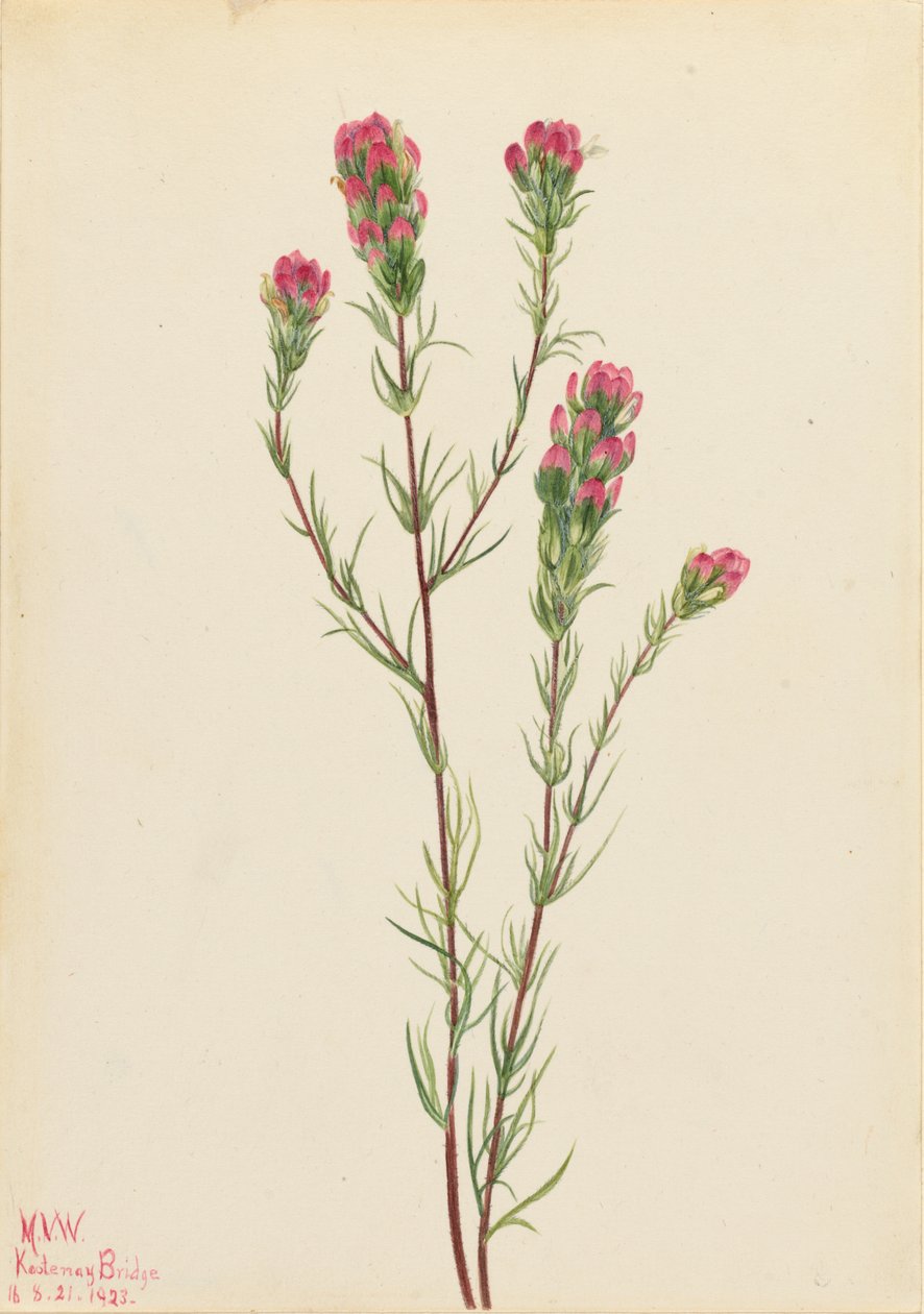 Koniczyna sowia (Orthocarpus tenuifolius) autorstwa Mary Vaux Walcott