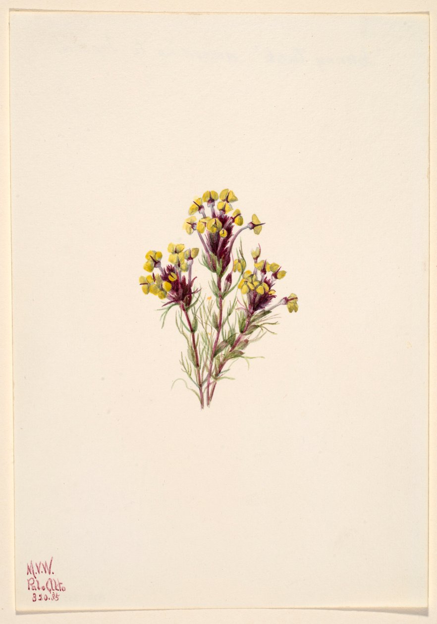 Koniczyna sowia (Orthocarpus erianthus) autorstwa Mary Vaux Walcott