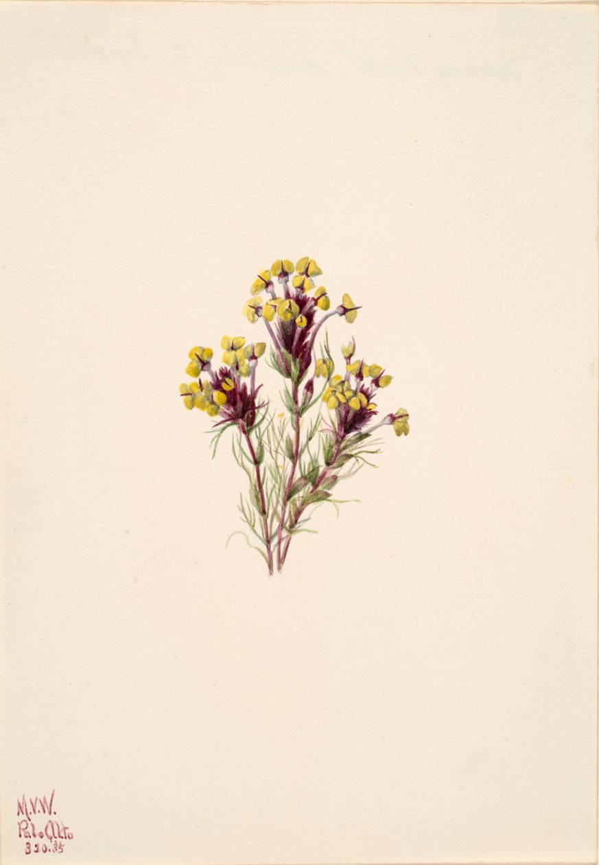 Koniczyna sowa Orthocarpus erianthus, 1935. autorstwa Mary Vaux Walcott