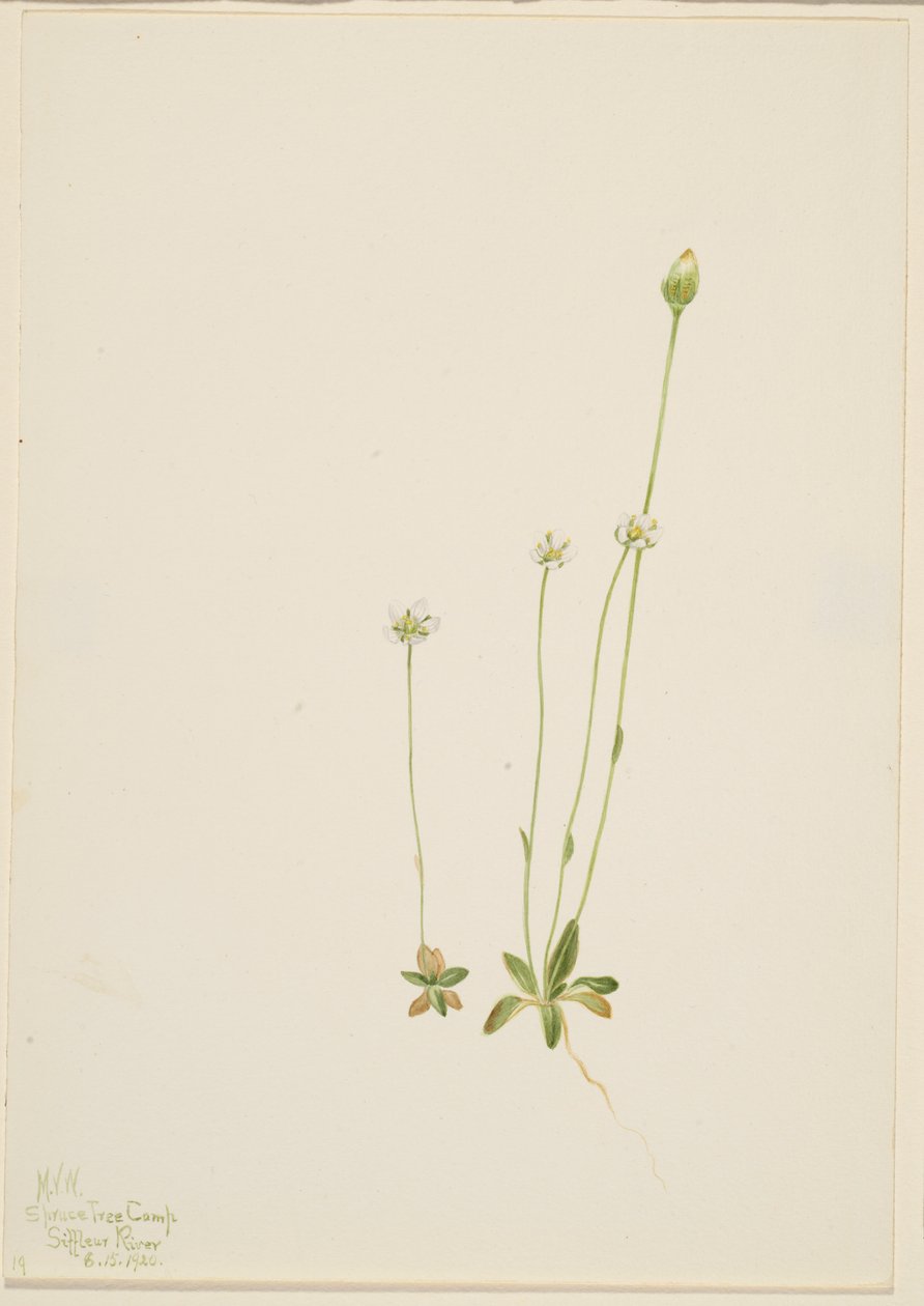 Oxytropis aepicola autorstwa Mary Vaux Walcott