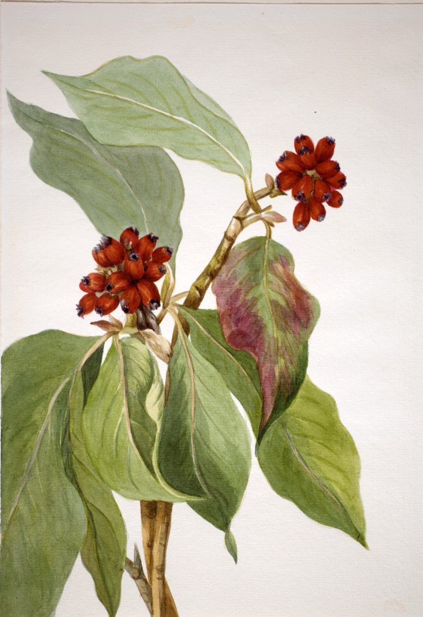 Dereń pacyficzny (Cornus nuttallii) autorstwa Mary Vaux Walcott