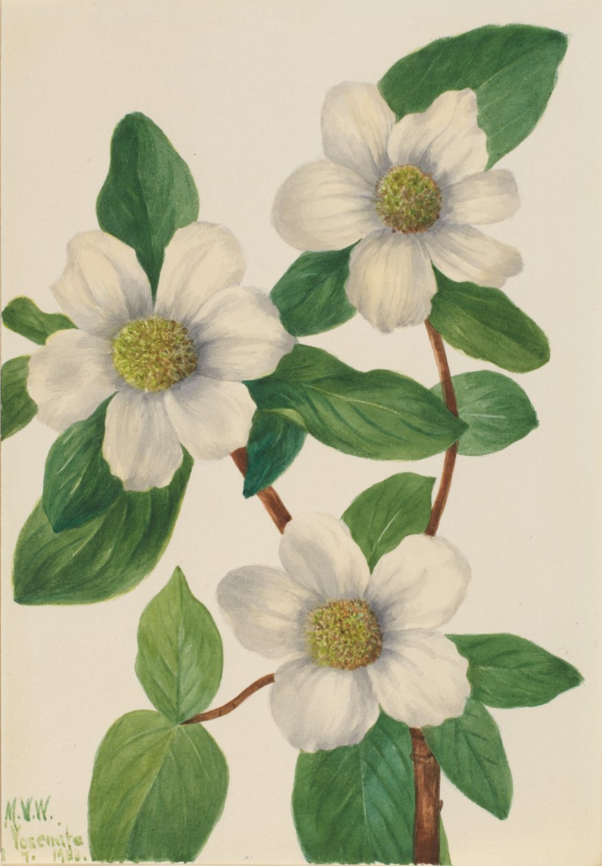 Pacific Dereń Cornus nuttalli, 1933. autorstwa Mary Vaux Walcott