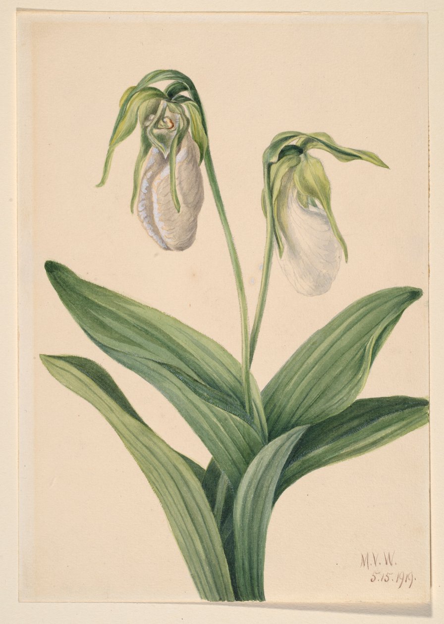 Pantofelek blady (Cypridedium acaule) autorstwa Mary Vaux Walcott