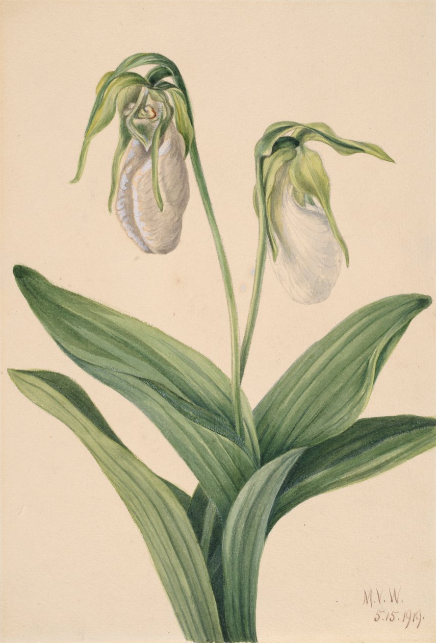 Jasnobrązowy pantofelek Cypridedium acaule, 1919. autorstwa Mary Vaux Walcott