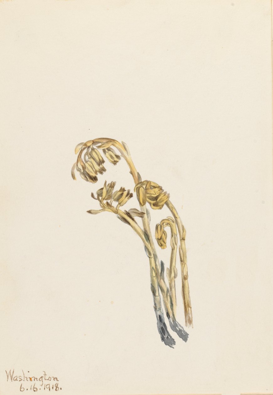 Palae Pinus hypopithecus Americana, 1918. autorstwa Mary Vaux Walcott