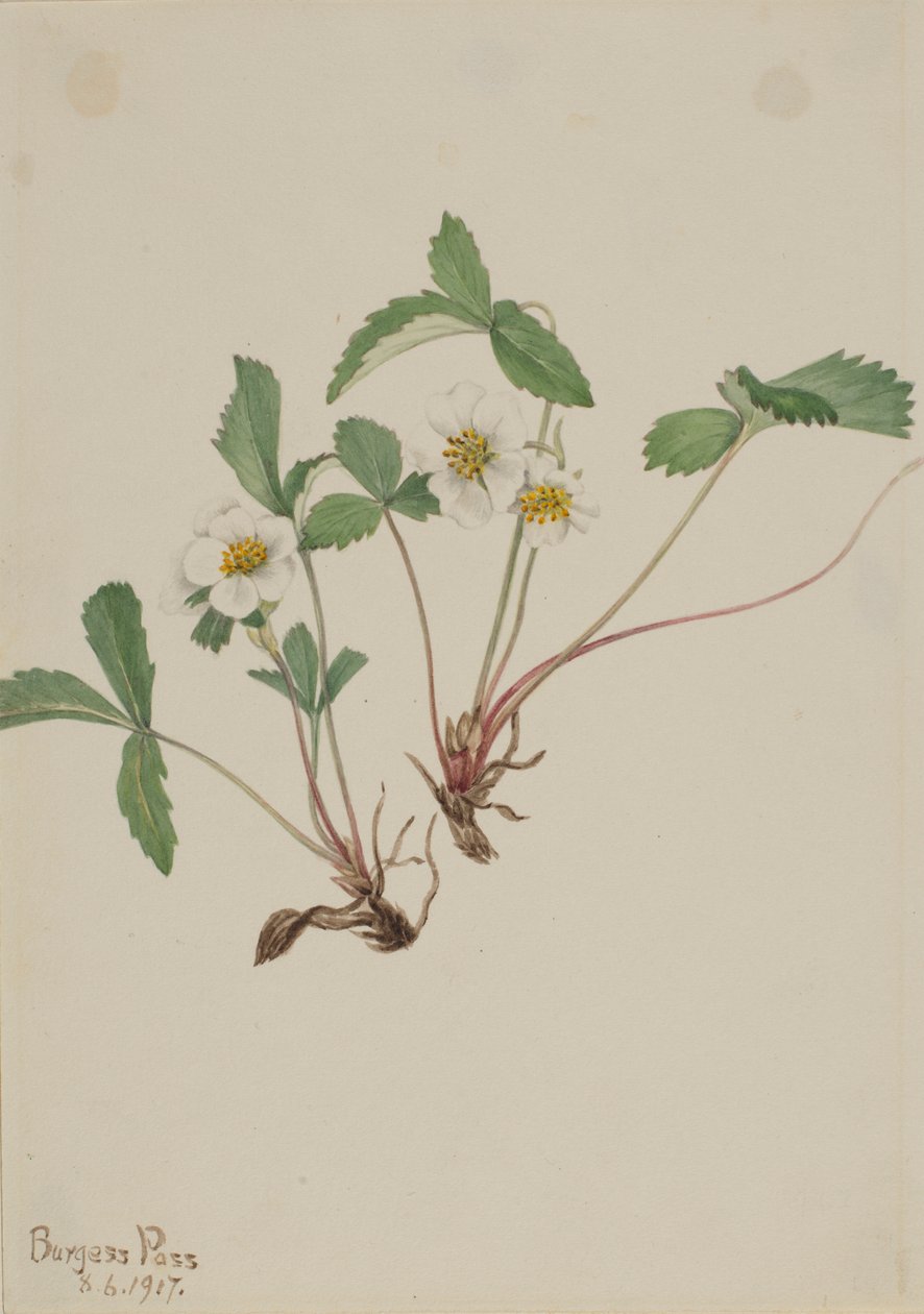 Poziomka blada (Fragaria glauca) autorstwa Mary Vaux Walcott