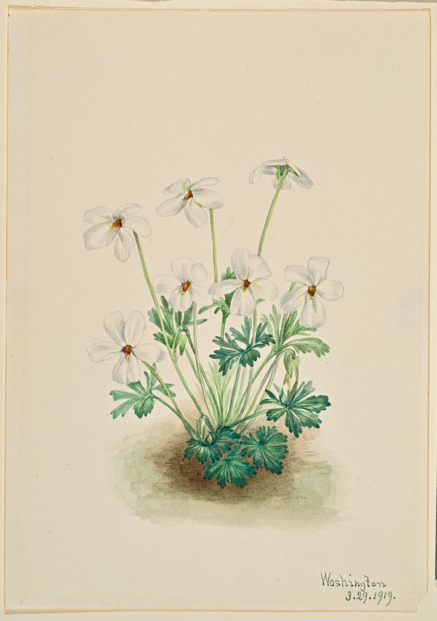Fiołek wiechowaty (Viola pedata) autorstwa Mary Vaux Walcott