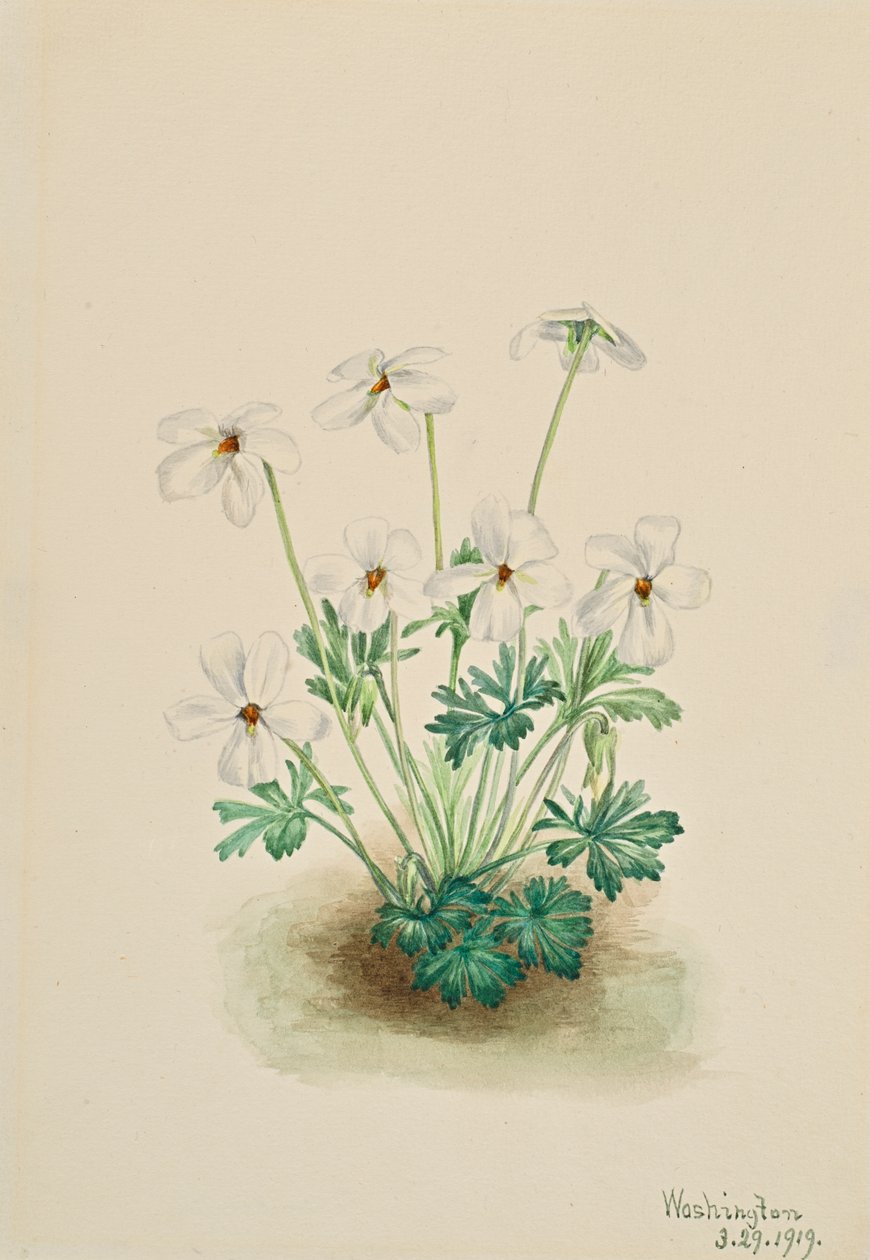 Bieżnik Pansy Violet Viola, 1919. autorstwa Mary Vaux Walcott