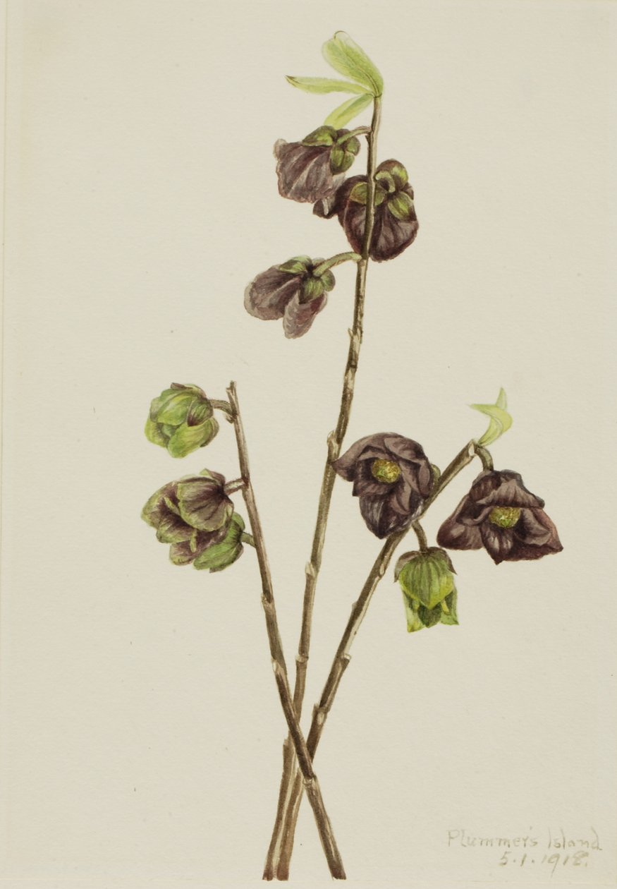Papaja (Asimina triloba) autorstwa Mary Vaux Walcott