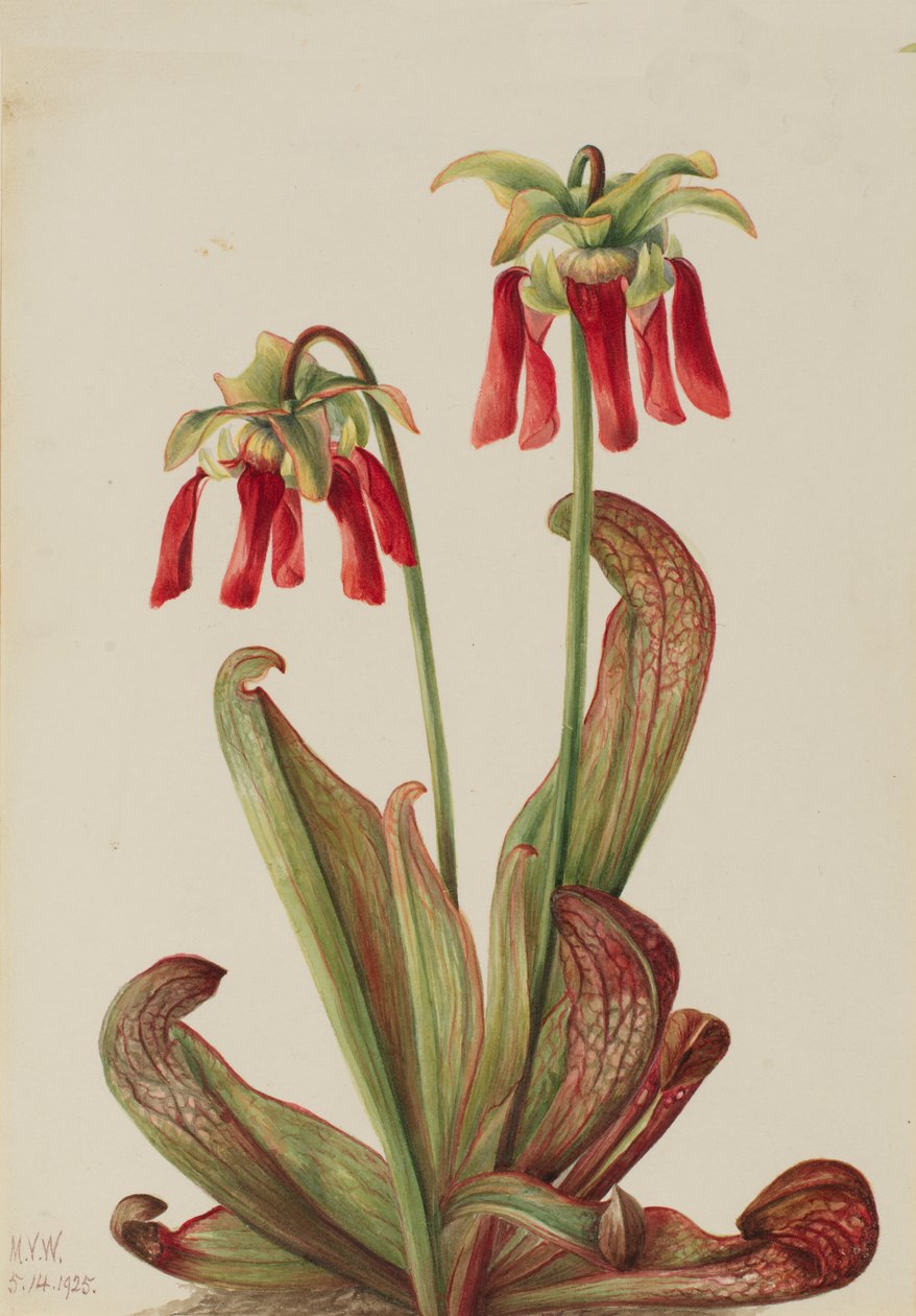 Parrot Pitcherplant Sarracenia psittacina, 1925. autorstwa Mary Vaux Walcott