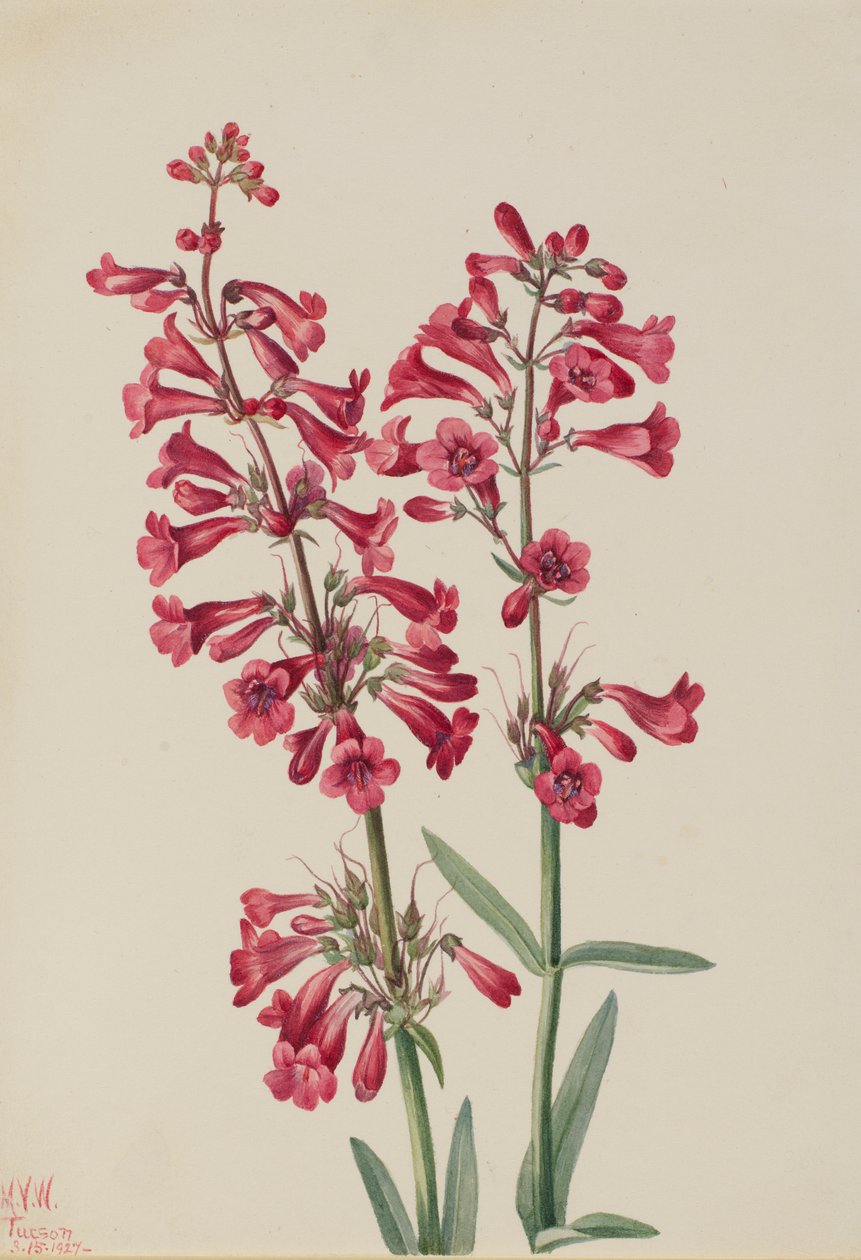 Penstemon Parry