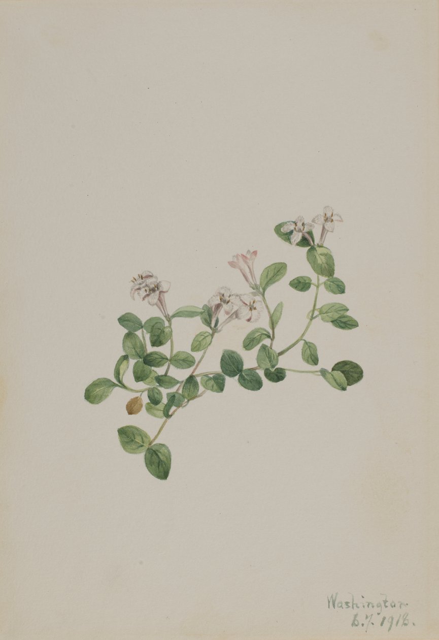 Jeżyna kuropatwiana (Mitchella repena) autorstwa Mary Vaux Walcott