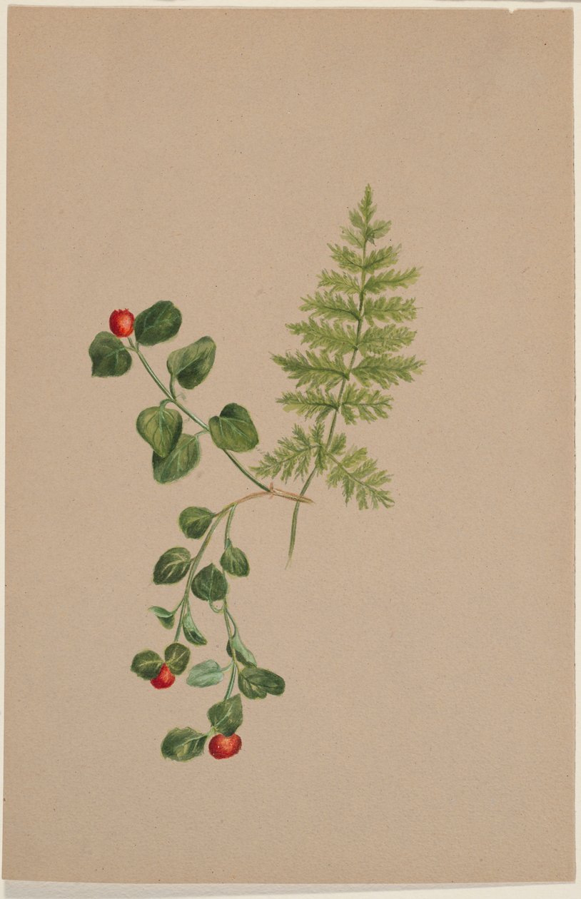 Jeżyna kuropatwiana (Mitchella repens) autorstwa Mary Vaux Walcott