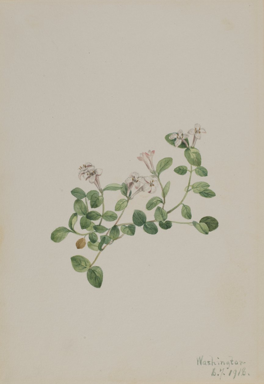 Kuropatwa Mitchella repens, 1918. autorstwa Mary Vaux Walcott