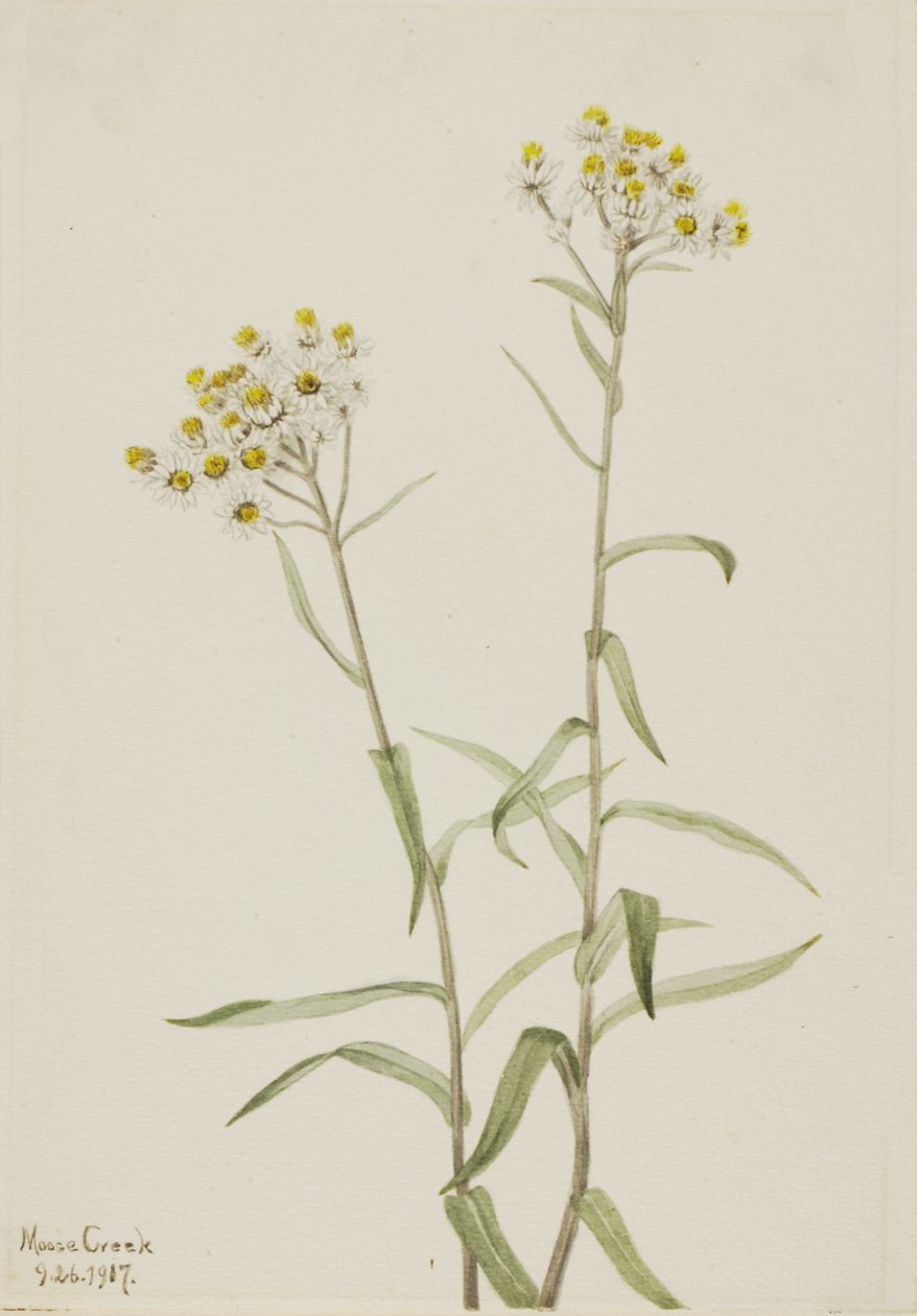 Perłowy wieczny Anaphalis margaritacea, 1917. autorstwa Mary Vaux Walcott